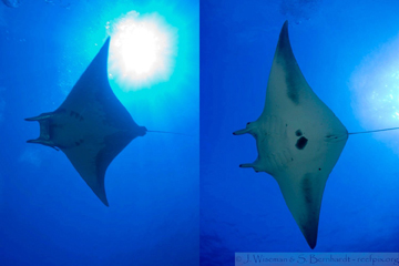 Split picture with a mobula ray pictured on the left and a manta ray pictured on the right.