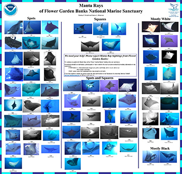 Composite image of manta rays found in the sanctuary