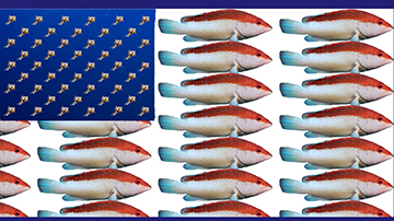 A United States flag made from colorful sea creatures. Coneys (a type of grouper) make up the red and white stripes. Murexes (a type of snail) make up the stars.