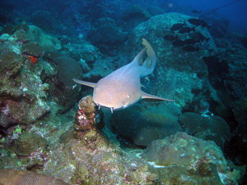 A nurse shark swimming over the reef.  The shark seems to be swimming straight toward the viewer.