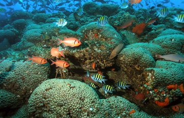 Coral reef swarming with fish