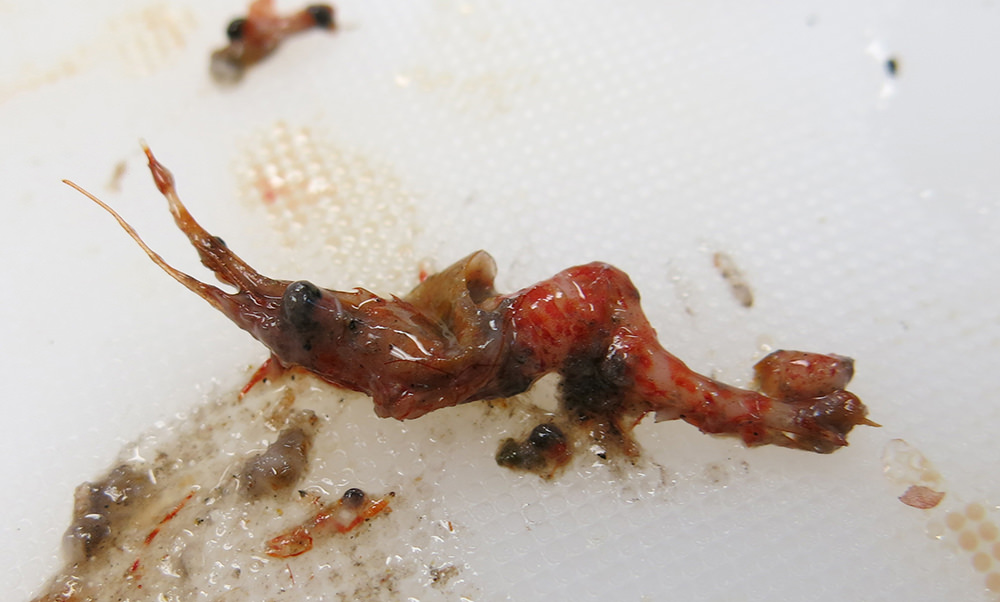 Partially digested Red Night Shrimp on a white cutting board.