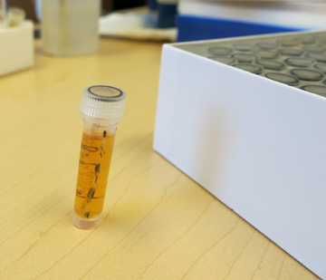 A single small vial with a lionfish fin clip in ethanol standing on a table next to a box full of sample vials with other fin clips