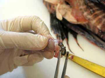 Using tweezers to pull a fish from the cut open stomach of a lionfish