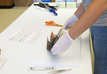 Person using a flexible plastic ruler to measure the total and standrad lengths of a lionfish, in centimeters.