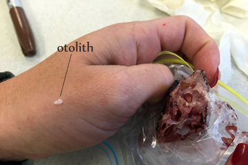 Scientist's hand holding a lionfish head with the recently extracted otolith displayed on the hand. The word "otolith" is depicted with a line leading to the object on the hand.