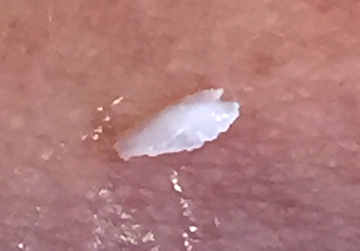 Close up look at the small, oblong otolith displayed on the researcher's hand