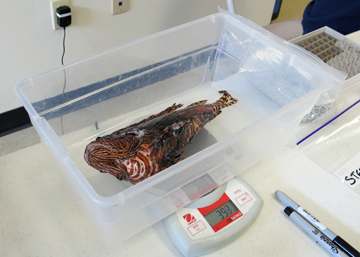 Lionfish being weighed in a plastic container on a small electronic scale.
