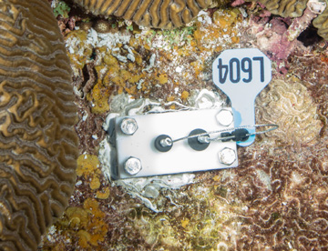 Metal plate bolted to reef, near a brain coral, with a number tag L604 attached.