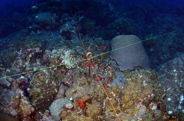 A metal eye-bolt embedded in the reef with one green string and one red string creating quadrants. One string lies east/west and the other lies north/south.