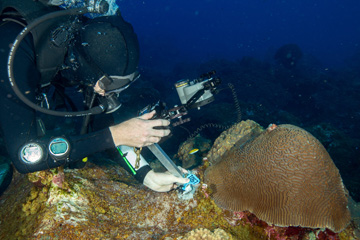 Diver positioning a camera pole in a metal keyhole template bolted to the reef near a brain coral colony