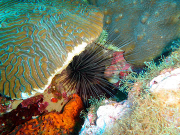 A long-spined urchin poking out from under the edge of a brain coral with a spone and algae near by.
