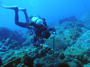 A diver holding on to a large metal stake at the midpoint of one side of a study site.  A measuring tape runs past this stake to the corners of the site.
