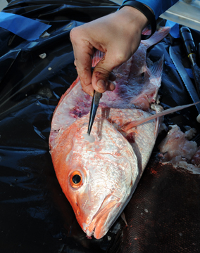 Red snapper with otolith removed