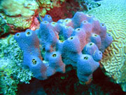 A purple sponge