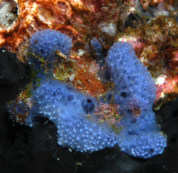 ethereal sponge (Dysidea etheria)