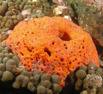 orange elephant ear sponge (Agelas clathrodes)