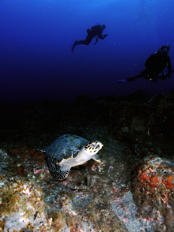 Hawksbill sea turtle resting on the reef with two divers visible in the background