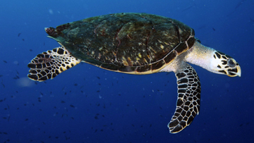 A hawksbill sea turtle swimming in open water
