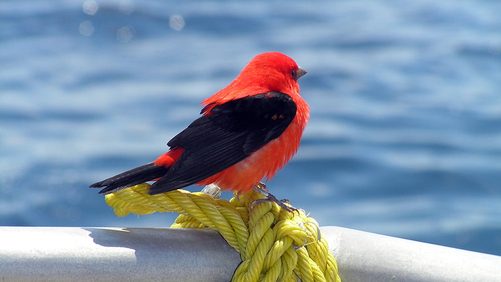 Bright red bird with black wings standing on a yellow rope tied around a railing.