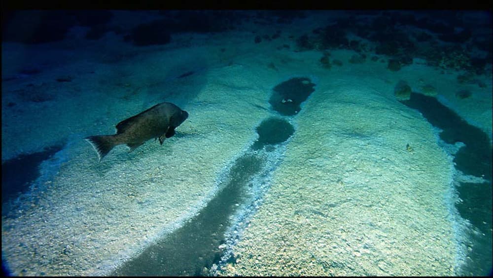 A grouper swimming over a section of sea floor with large swaths of white bacterial mats.