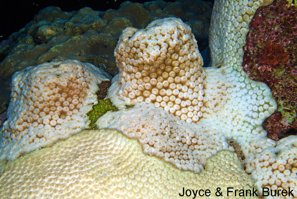 Three colonies of Great Star Coral showing bleached and unbleached areas.