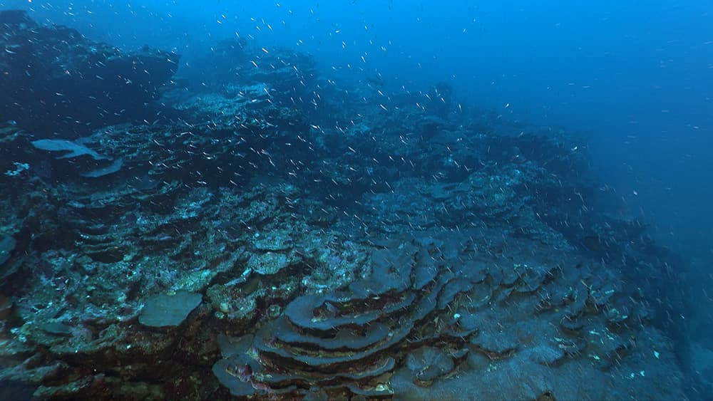 Massive amounts of reef-buildingcoral in deeper habitat