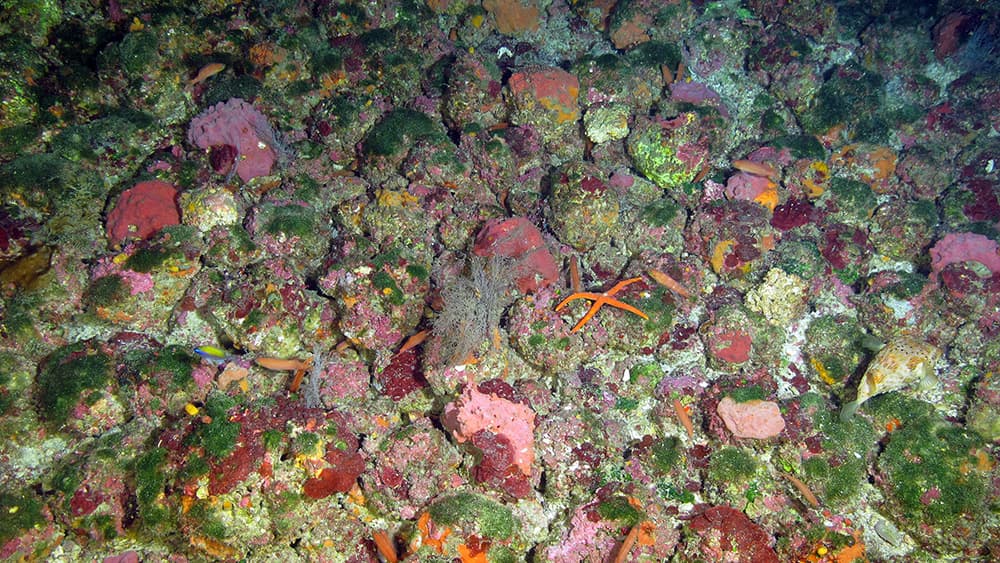 An orange sea star sits amid a collection of pink and red algal nodules interspersed with green algae.