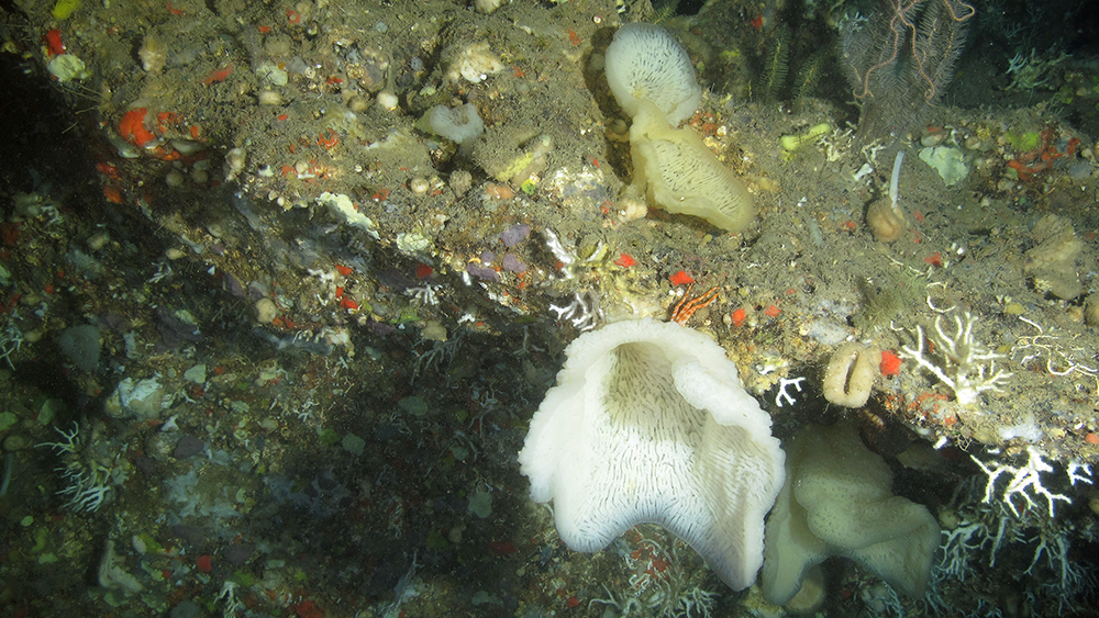 Several small white sponges and branching corals on rocky habitat.