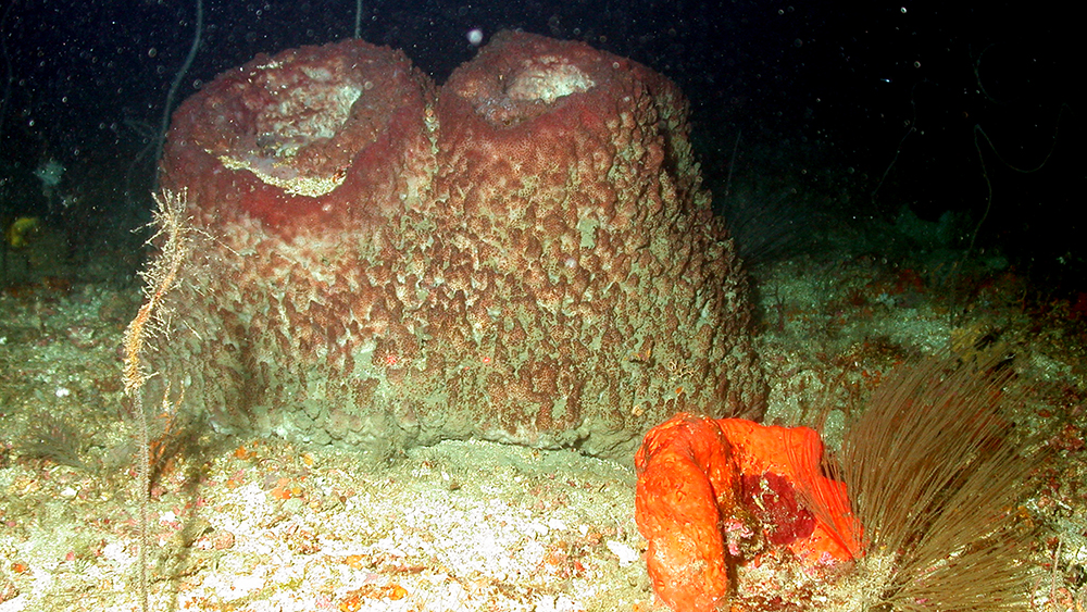 Two large brownish red sponges attached to the substrate with a small bright orange sponge in the right foreground. A white whip-like coral is visible behind the brownish sponge. A small bushy black coral sits to the right of the orange sponge.