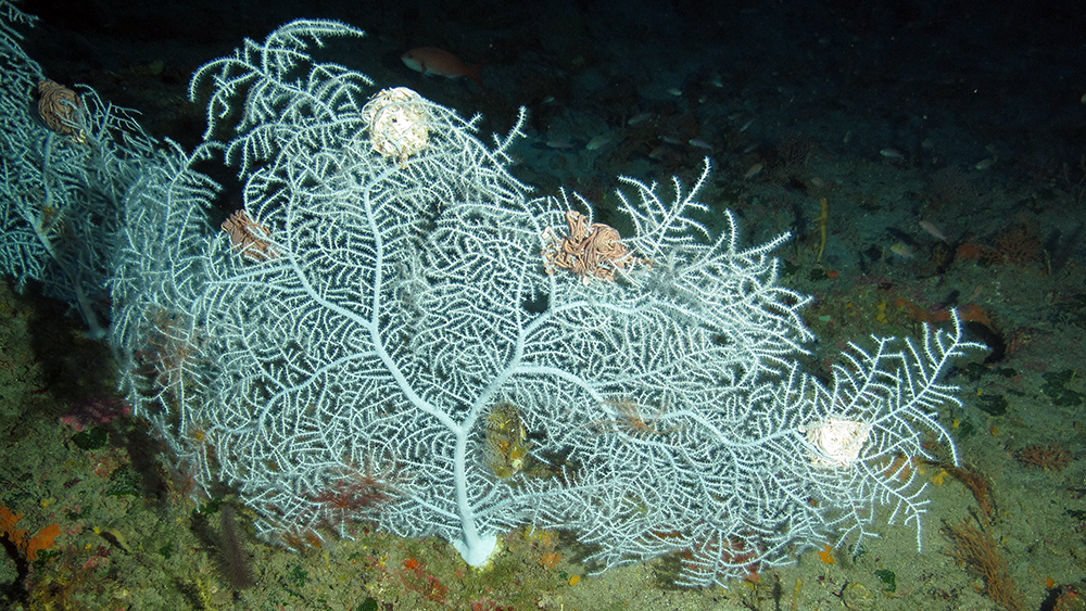 Basket stars curled up in the branches of a large white soft coral