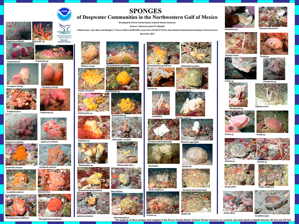 Poster full of different sponge images with scientific name listed under each