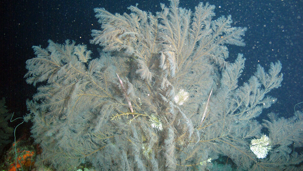 Trumpetfish hiding in a feathery black coral