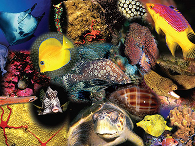 Collage of animals found in the shallow reefs of FGBNMS