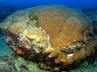 Massive Starlet Coral colony