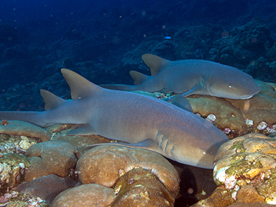 Two nurse sharks resting on top of coral heads on the reef