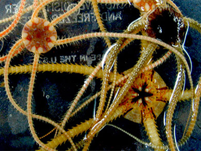 Yellow and orange brittlestars found during an ROV exploration