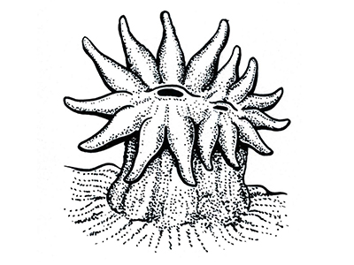 Black & white drawing of a splitting coral polyp