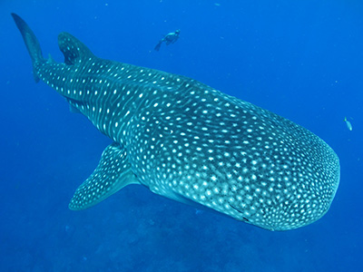 Whale shark swimming toward the camera with a snorkeler swimming above and behind