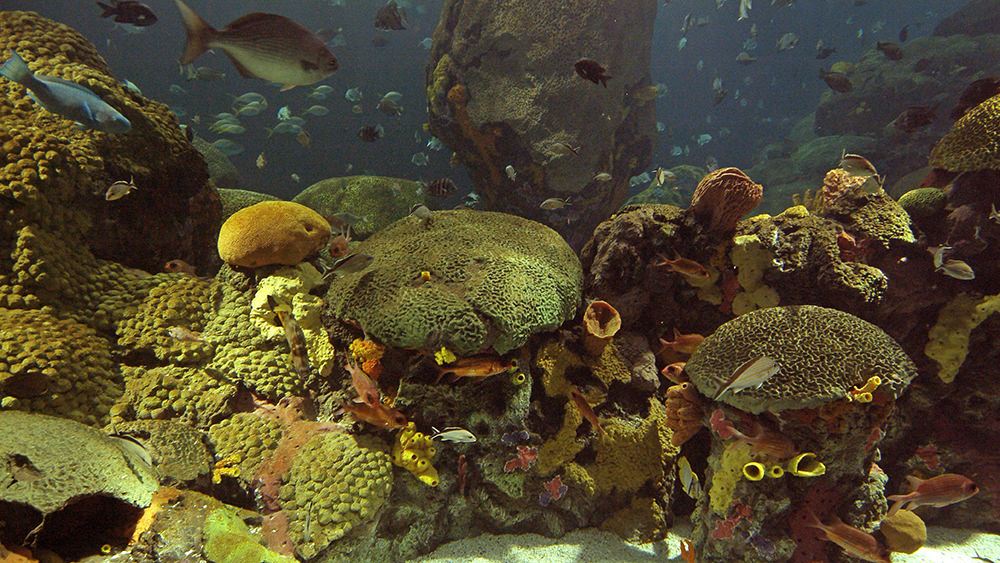 Tennessee Aquarium's Secret Reef exhibit