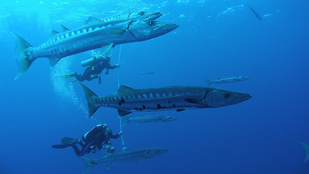 Two divers hanging on a line beneath a boat while a group of barracuda swim alongside them.