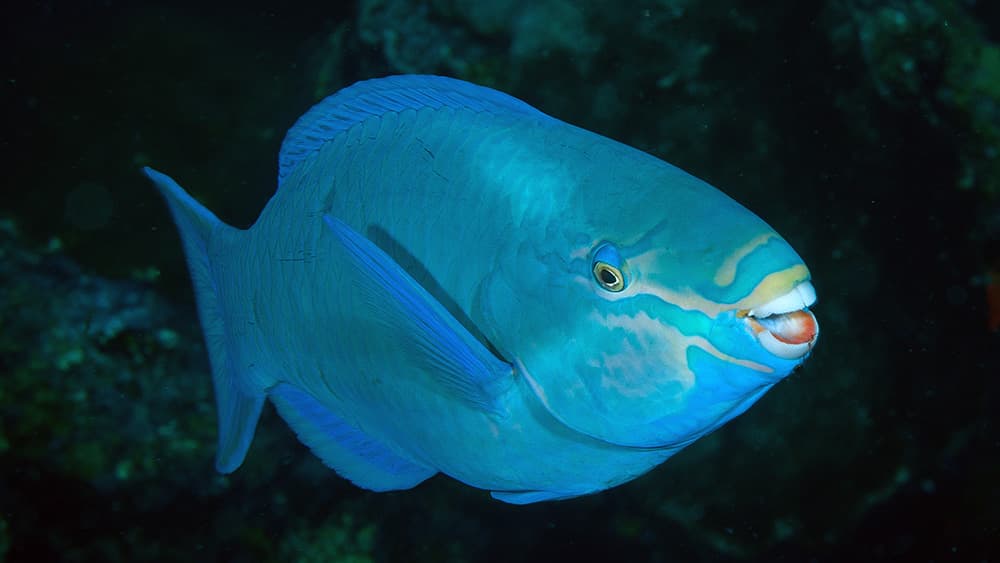 Green and blue parrotfish with mouth open and fused teeth exposed