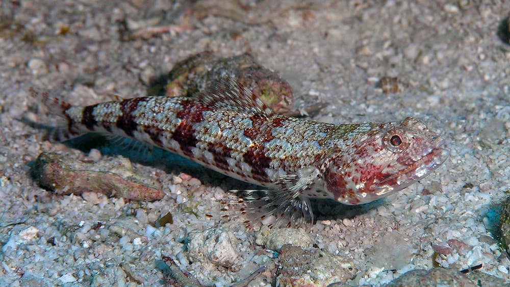 A lizard-like fish rests on the sand