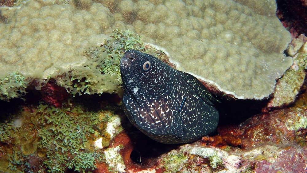 A black and white speckled eel peeking out from under the edge of a coral.