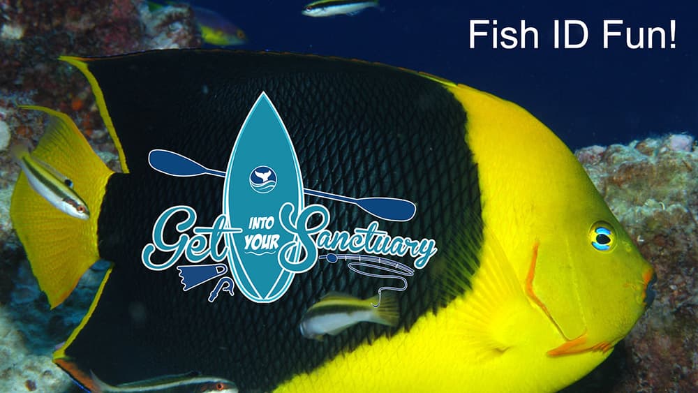 Yellow and black angelfish overlaid with a Get Into Your Sanctuary logo and the words Fish ID Fun!