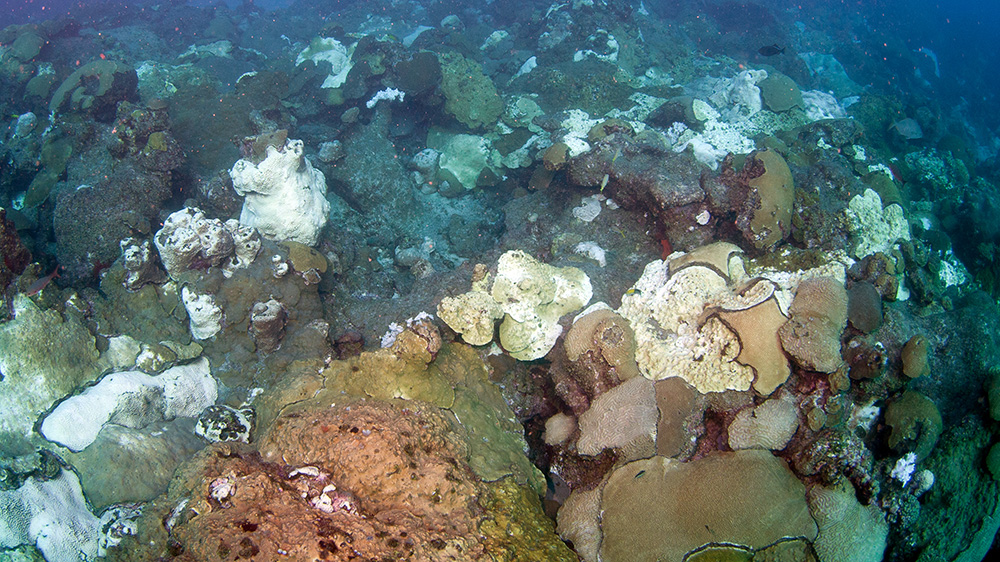 Overhead view of reef with extensive coral bleaching