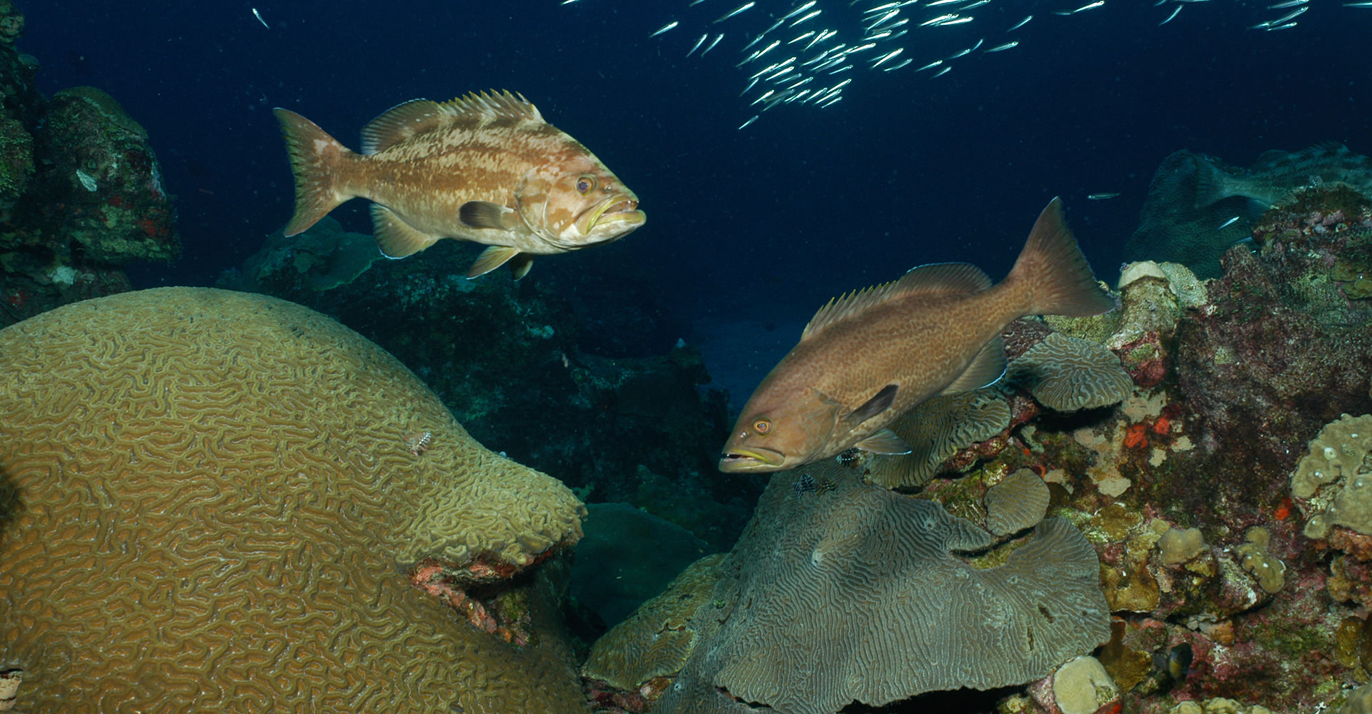 Two yellowmouth groupers facing each other on the reef