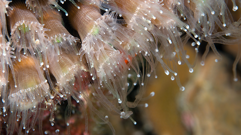 Close up view of coral polyps with tentacles extended