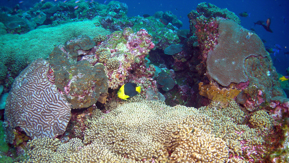 Black and yellow angelfish in the midst of colorful corals