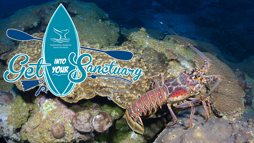 Get Into Your Sanctuary logo overlayed on an image of a spiny lobster walking across the reef